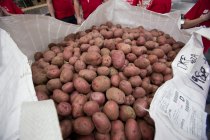 A one ton bag of spuds ready for our work.