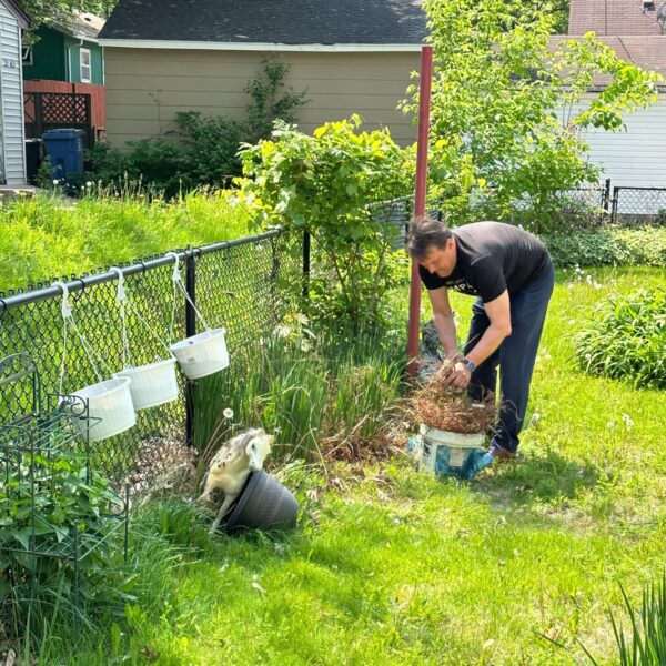 iSpace-Environments-iMPACT-Spring-Clean-Up-with-Senior-Services-2023-Weeding